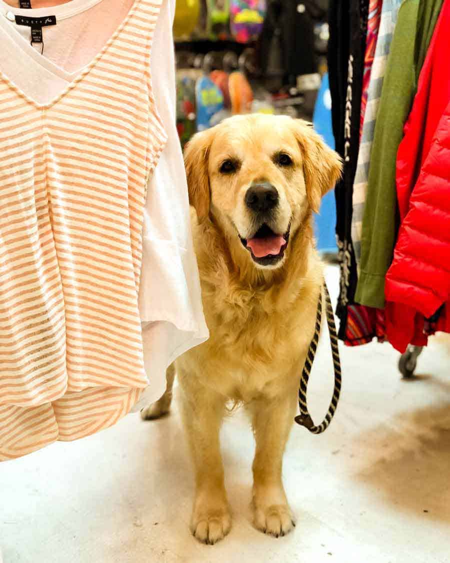 Dozer the golden retriever dog in a surf shop