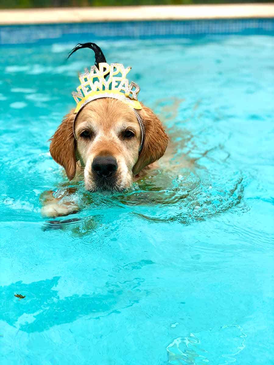 Dozer the golden retriever swimming New Years Eve 2020