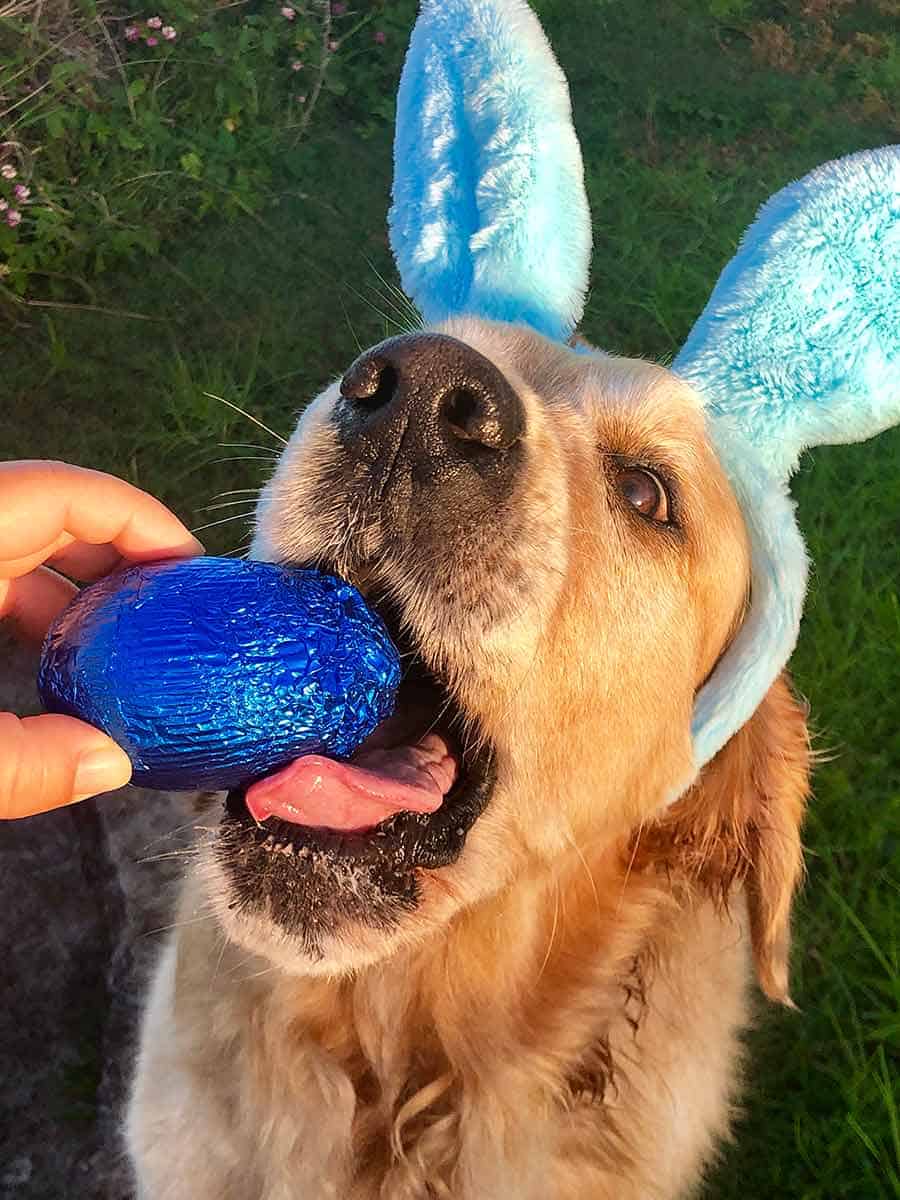 Dozer the golden retriever dog - Easter 2019