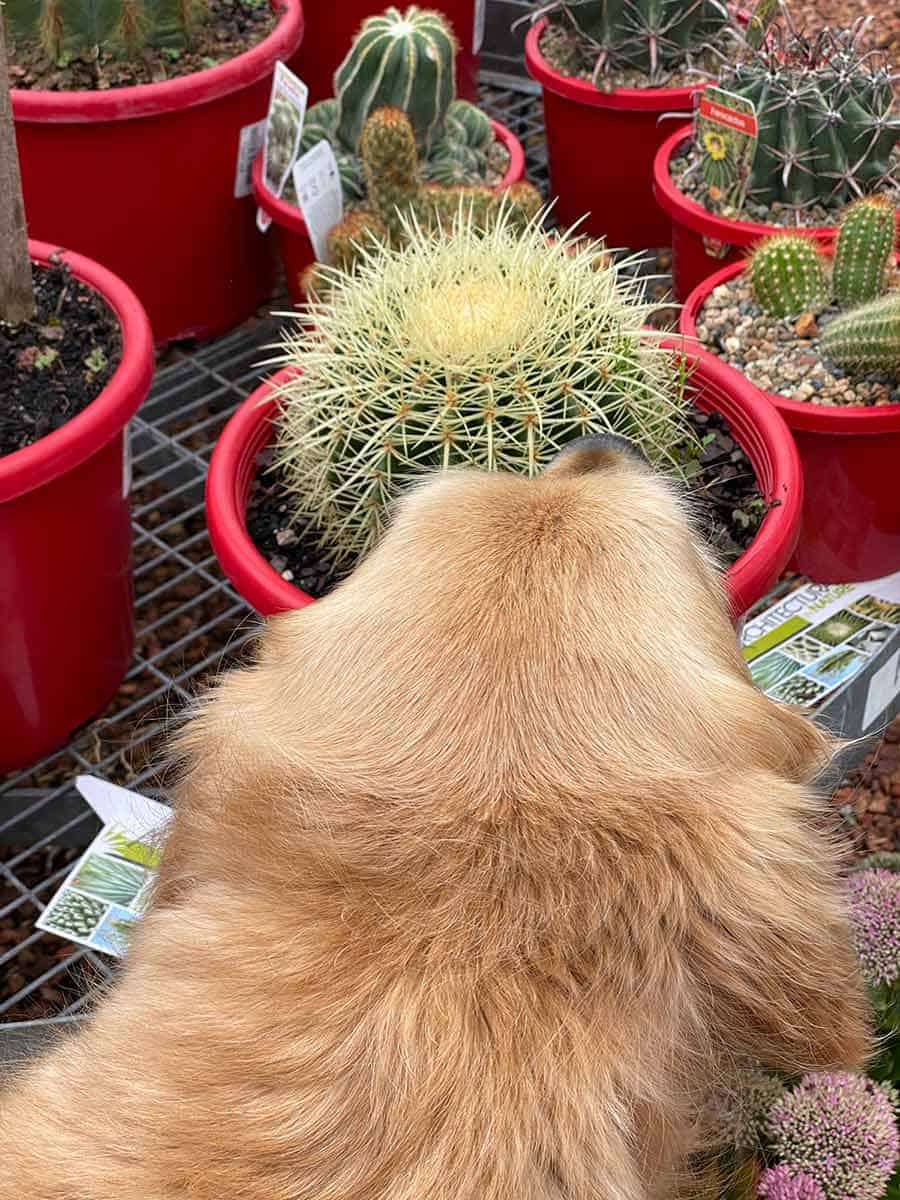 Dozer the golden retriever getting pricked by cactus