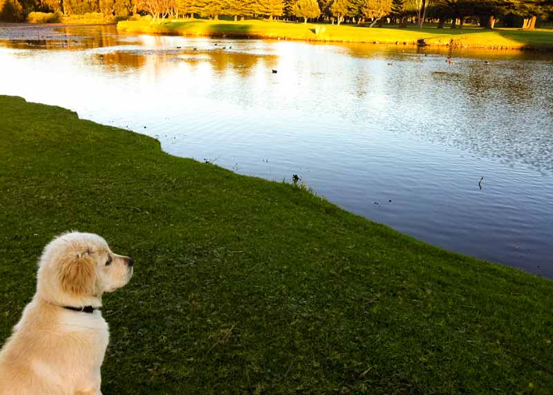 Dozer the golden retriever looking longingly out at pond with ducks