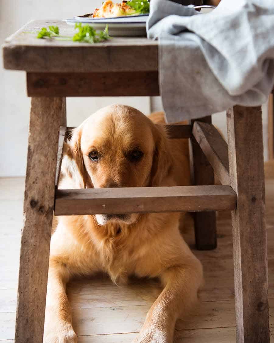 Dozer the golden retriever during photograph shooting of Cottage Pie