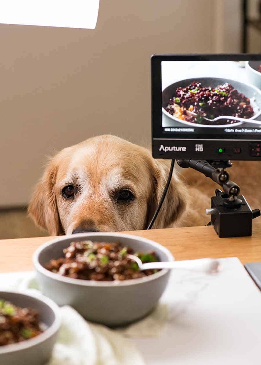 Dozer the golden retriever dog watching filming of Asian Beef Bowls