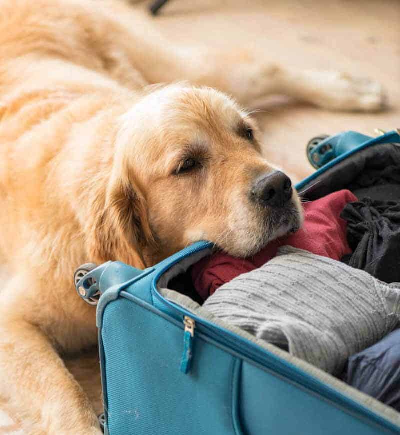 Dozer the desperate golden retriever when I pack up to leave