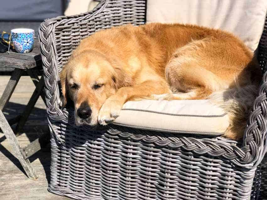 Dozer the golden retriever curled up in armchair on outdoor deck
