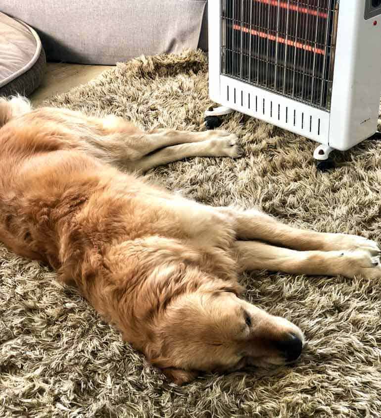 Dozer the golden retriever lying too close to the heater