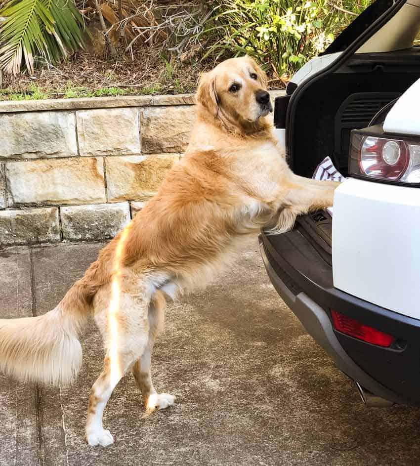 Dozer the golden retriever waiting to be lifted into the car