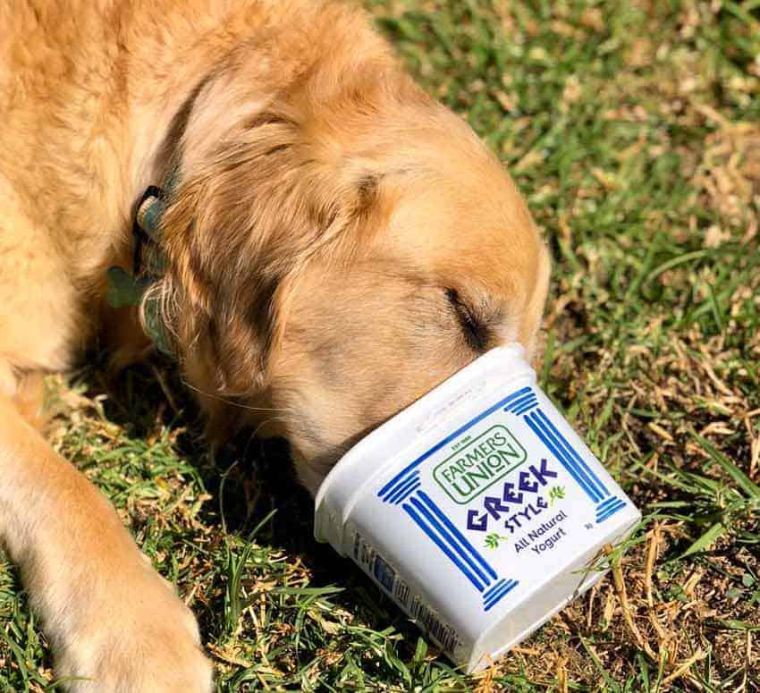 Dozer the golden retriever dog licking yoghurt container clean