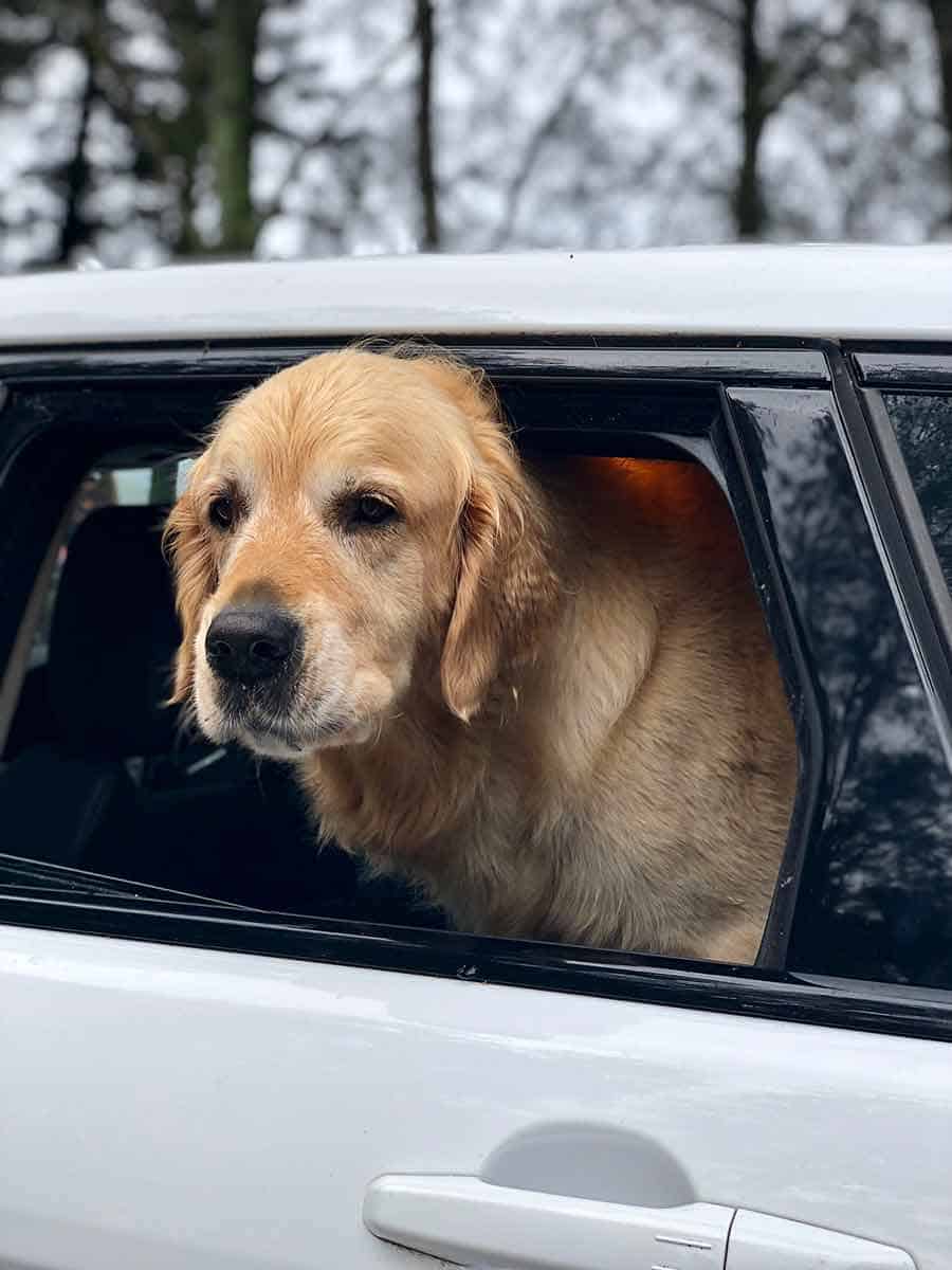 Dozer the golden retriever dog in the car