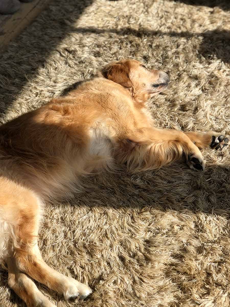 Dozer sprawled on shaggy rug