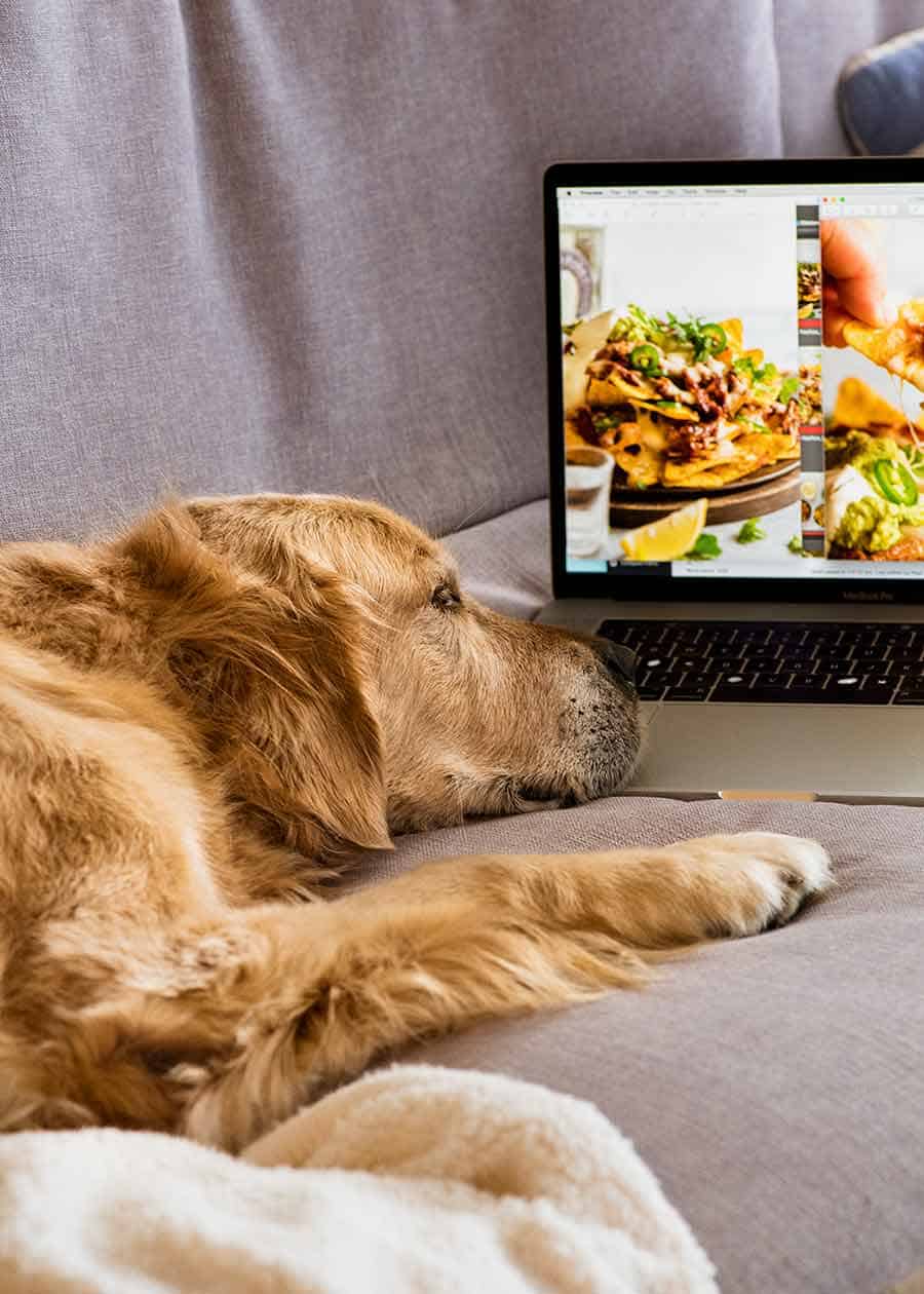 Dozer golden retriever dog looking at Chicken Nachos on MacBook 