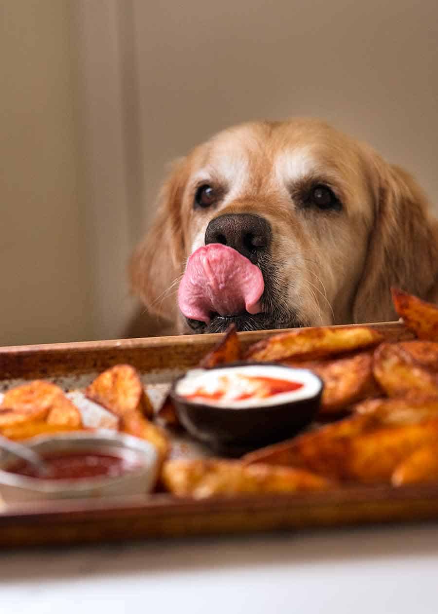 Dozer golden retriever dog licking his lips at the sight of potato wedges