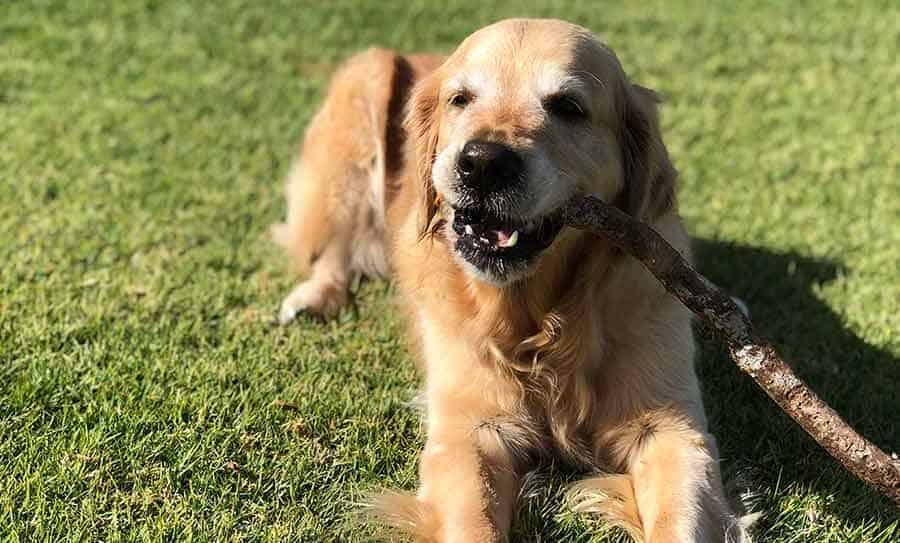 Dozer eating stick golden retriever dog