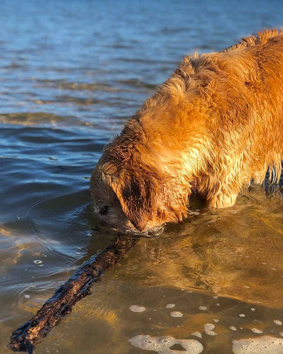 Dozer golden retriever dog head under water Bayview dog beach