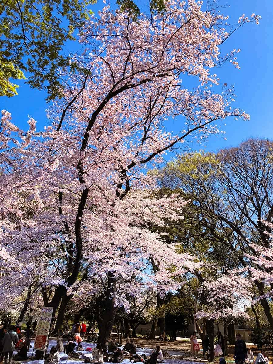 Ueno Park (Ueno Koen) during cherry blossom season