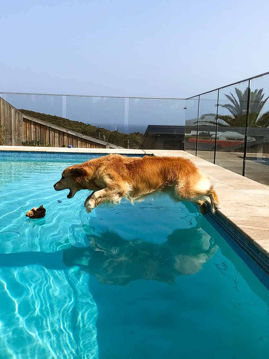 Dozer belly flopping into pool